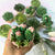 Buttercream Succulents Cupcakes with Dulce Trio | Thursday 12 September | 7pm | Castle Hill