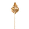 Metallic Gold Preserved Dried Palm Spear Leaf